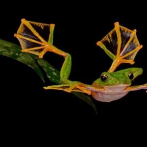 Wallace's Flying Frog Java