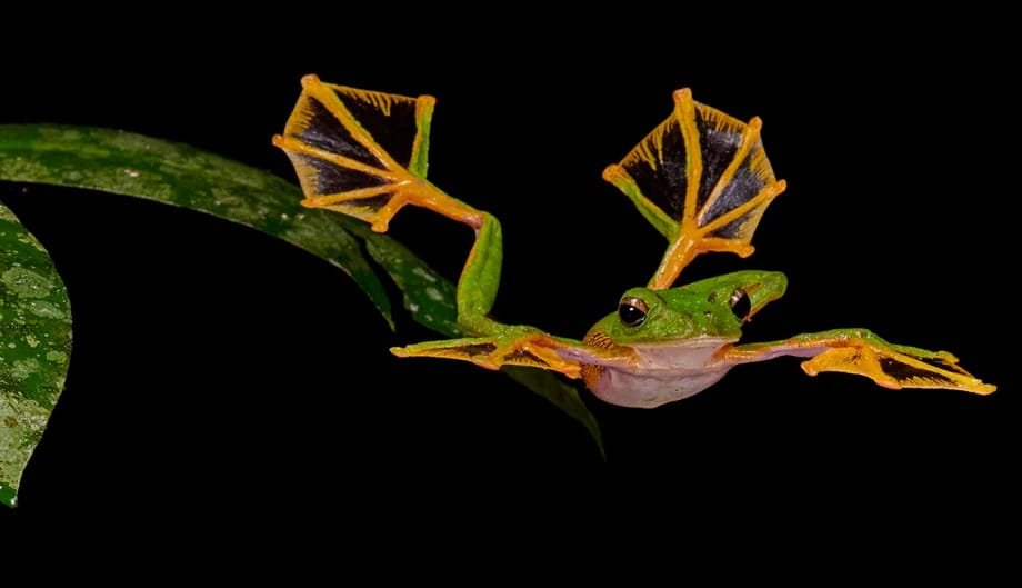 Wallace's Flying Frog Java