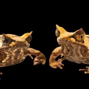 Javan Horned Frog