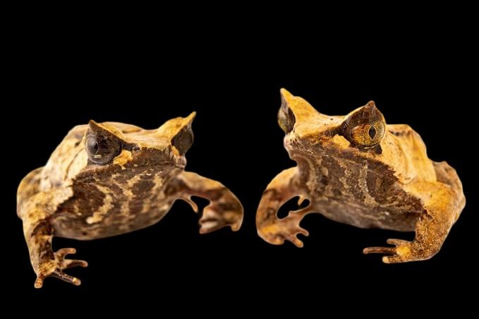 Javan Horned Frog