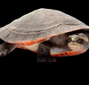 Red Bellied Short Necked Papua
