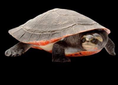 Red Bellied Short Necked Papua