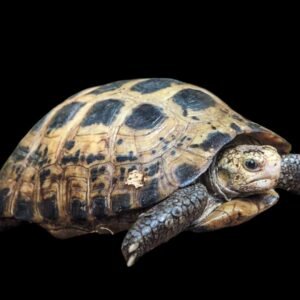 Forsten's Tortoise / Celebes Tortoise Sulawesi