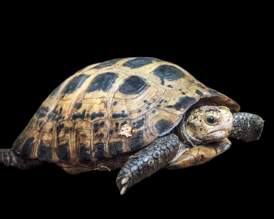 Forsten's Tortoise / Celebes Tortoise Sulawesi