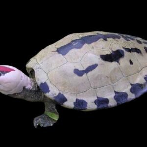 Painted Terrapin Male (White Redhead)