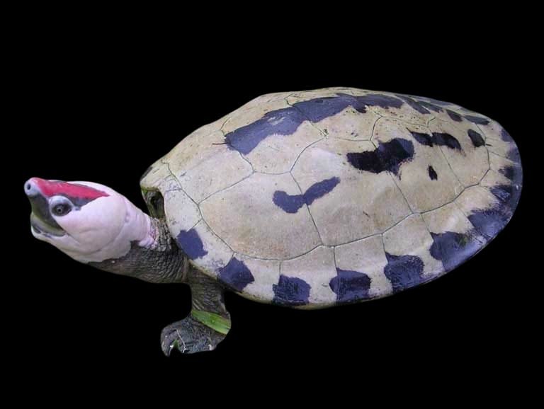 Painted Terrapin Male (White Redhead)