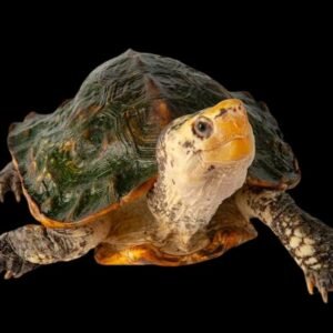 Sulawesi Forest Turtle
