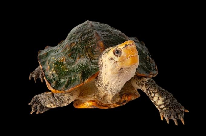 Sulawesi Forest Turtle