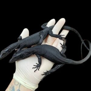 Black Dragon Lizard