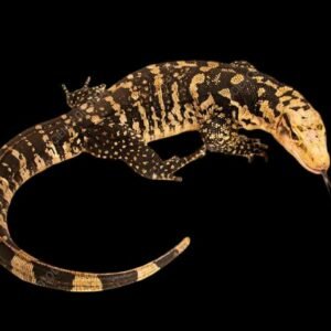Cumingi Water Lizard