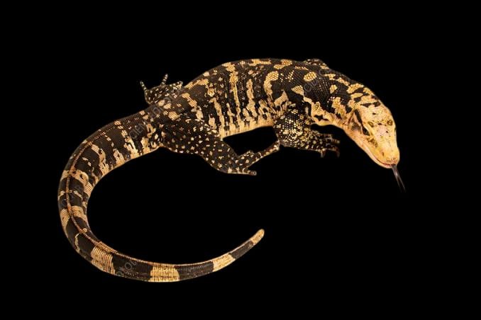 Cumingi Water Lizard