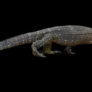 Marbled Water Monitor