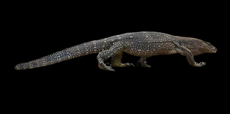 Marbled Water Monitor