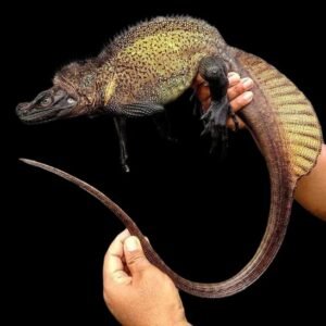 Halmahera Sailfin Dragon Lizard (Adult)
