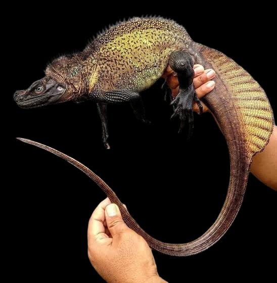 Halmahera Sailfin Dragon Lizard (Adult)