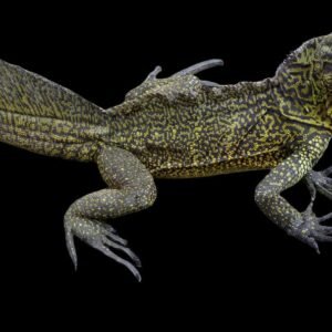 Amboina Sailfin Dragon Lizard (Adult)