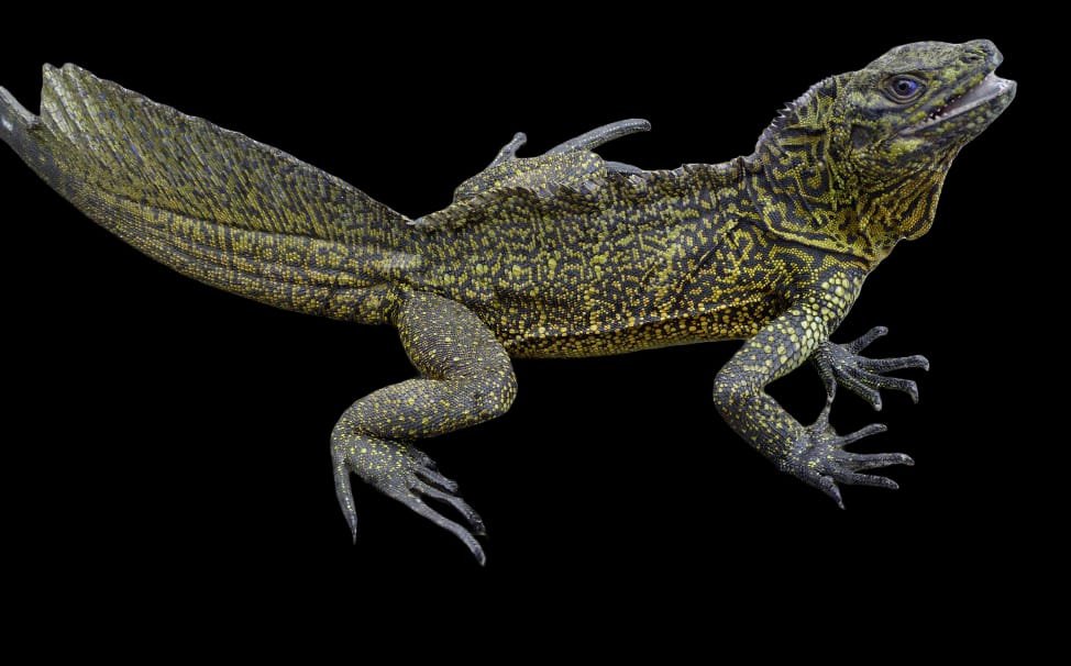 Amboina Sailfin Dragon Lizard (Adult)