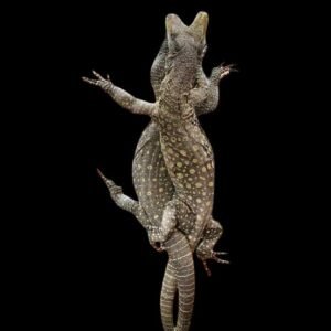 Crocodile Monitor Papua (Adult)