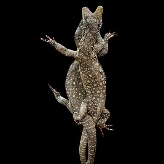 Crocodile Monitor Papua (Adult)