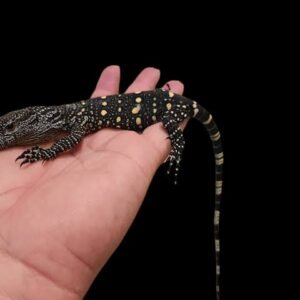 Crocodile Monitor Papua Baby
