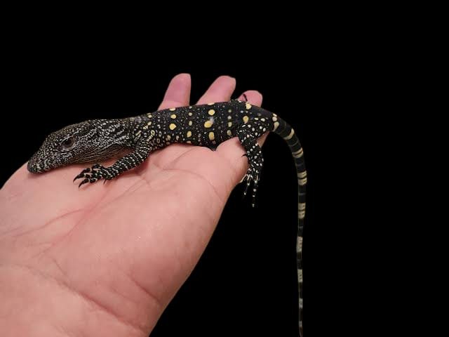 Crocodile Monitor Papua Baby
