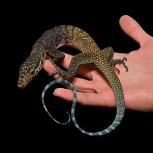 Tricolor Monitor Baby