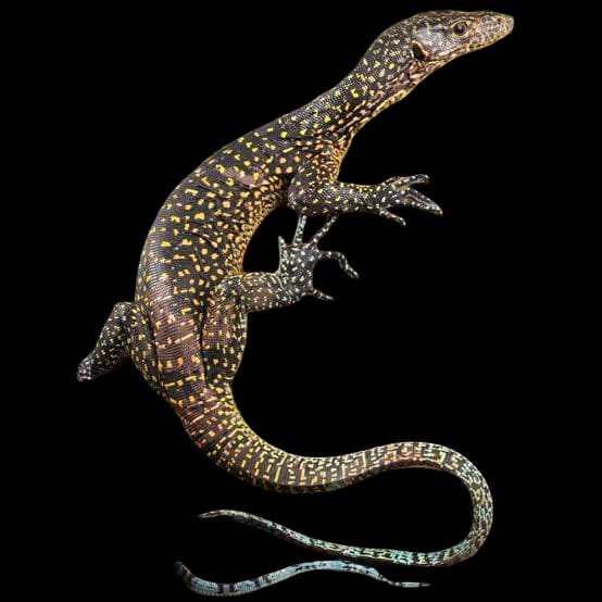 Blue Tail Monitor Papua Adult
