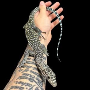 Blue Tail Monitor Papua Baby