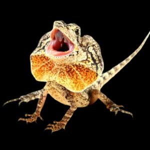 The Frilled Lizard-Chlamydosaurus kingii
