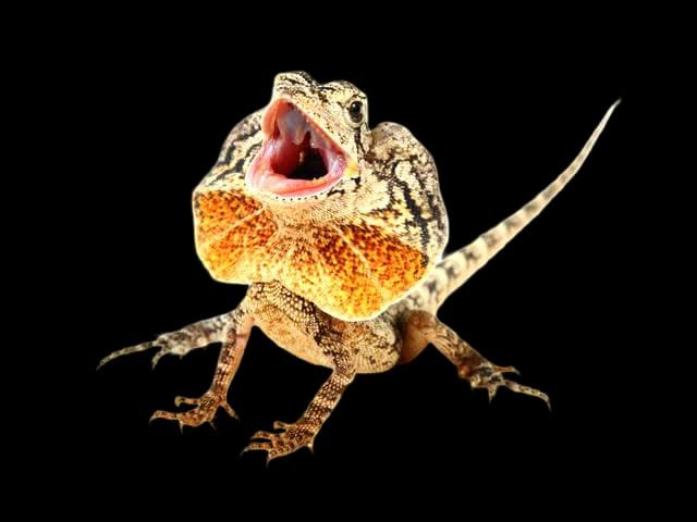 The Frilled Lizard-Chlamydosaurus kingii