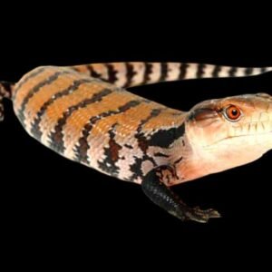 Halmahera Blue Tongue skink-Tiliqua Gigas gigas