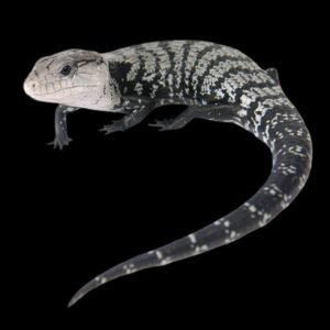Irian Jaya Blue Tongue skink-Tiliqua sp.
