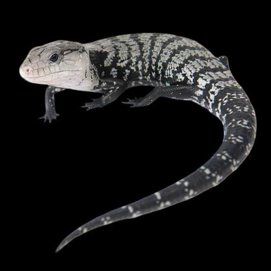 Irian Jaya Blue Tongue skink-Tiliqua sp.