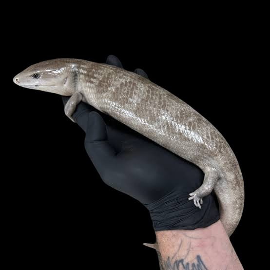 Tanimbar Blue Tongue skink-Tiliqua Scincoides Chimaera