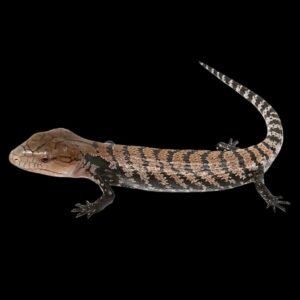 Sorong Blue Tongue skink-Tiliqua Gigas