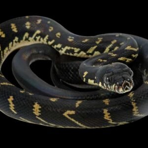 Boelen's Python Papua Adult