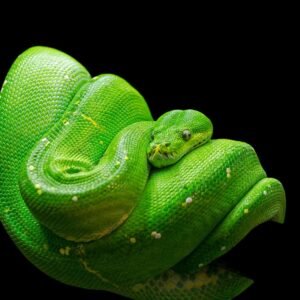 Green Tree Python (Adult)