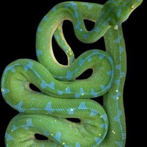 Condoblue Adult Green Tree Python Adult