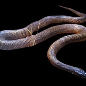 Inland Taipan / Fierce Snake Adult
