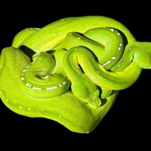 Merauke Green Tree Python Adult