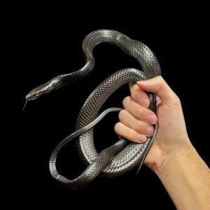 Black Sulawesi Rat Snake / Black Janseni