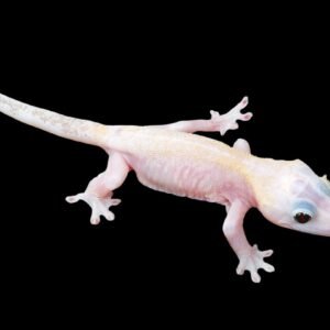 Gecko-Leucistic Pied