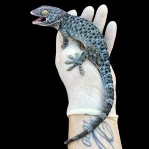 Gecko-Melanistic Blue Granite