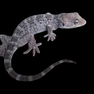 Gecko-Blue Ghost