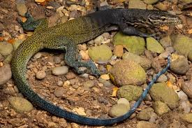 Tricolor Monitor Adult