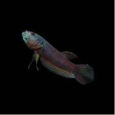 Betta Antuta/Betta Antuta (Pair)