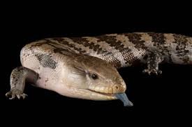 Merauke Blue Tongue Skink-Tiliqua Gigas Evanescens