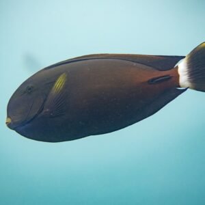 Pacific Sailfin Tang (Acanthurus Fowleri)