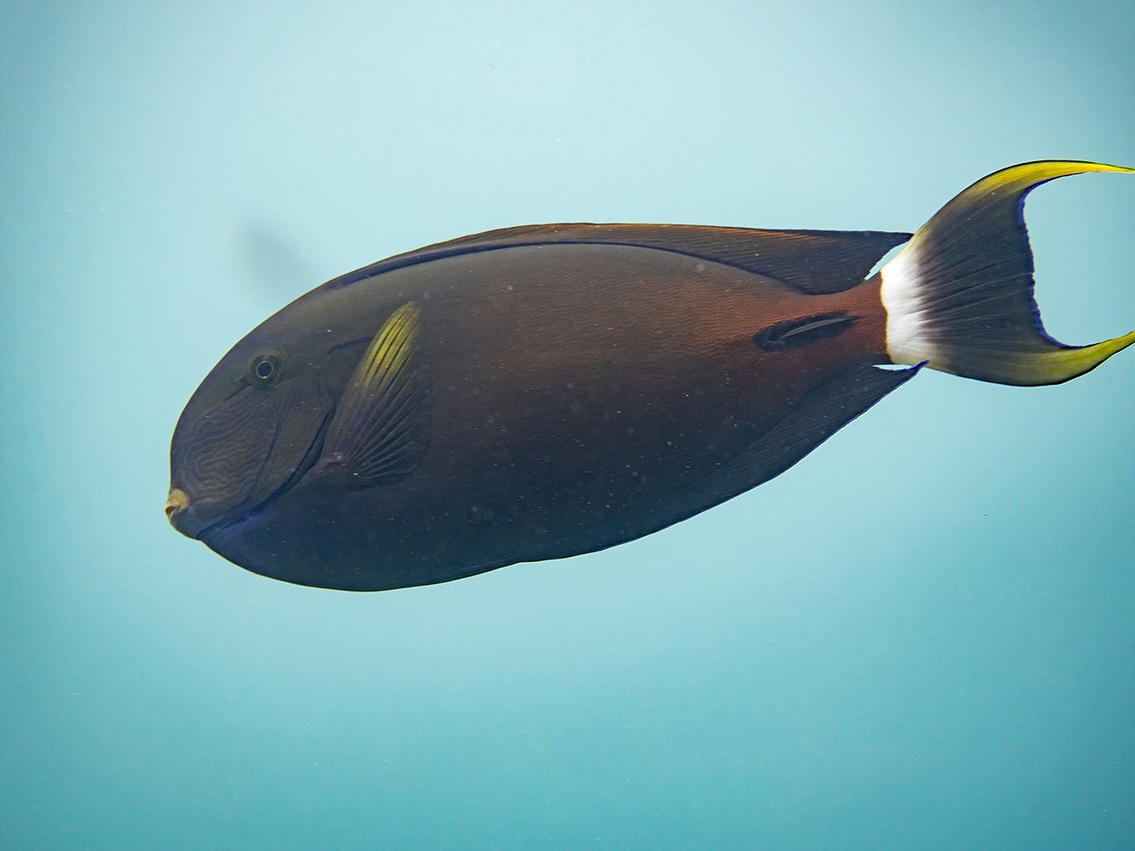 Pacific Sailfin Tang (Acanthurus Fowleri)