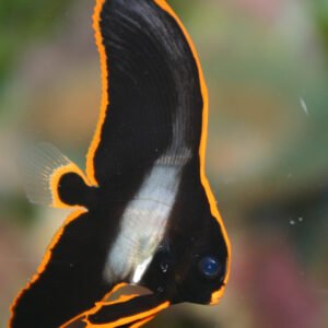 Platax Pinnatus-Long Finned Batfish